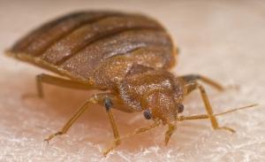 Οι κοριοί είναι μικρά πεπλατυσμένα αιμομυζητικά άπτερα έντομα μεγέθους 4-5 χιλ.